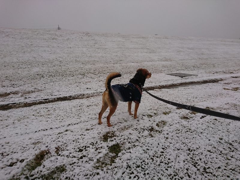 雪の中でたたずむレックス