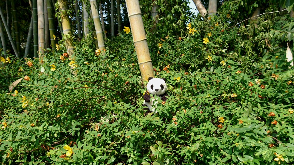 越谷の竹林にパンダ