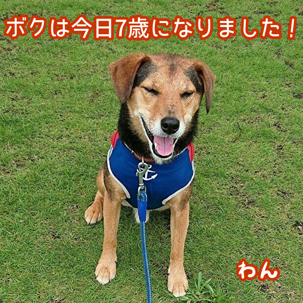 コンビニ袋のカッパ 老犬介護ホーム レックスランド 埼玉県越谷市 Rexland コンビニ袋のカッパ 老犬介護ホーム レックスランド 埼玉県越谷市 Rexland