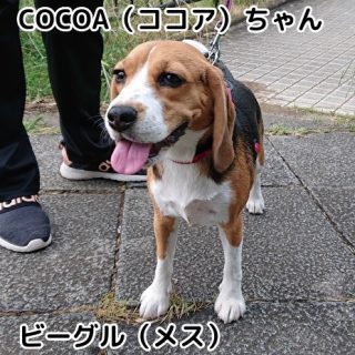 COCOAちゃん（ココア）