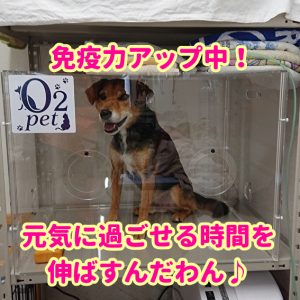 犬のペット酸素室