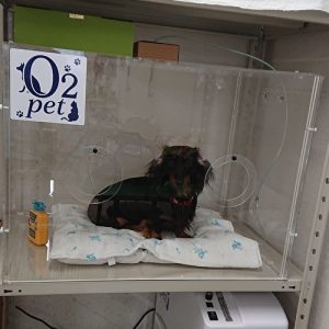 犬用酸素室