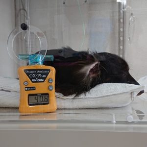 ペット用酸素室の酸素濃度