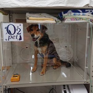 犬用酸素室の中型犬