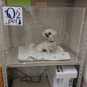 犬用酸素室の小型犬