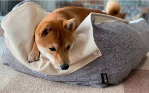 アムールねどっこ介護用ドッグベッド